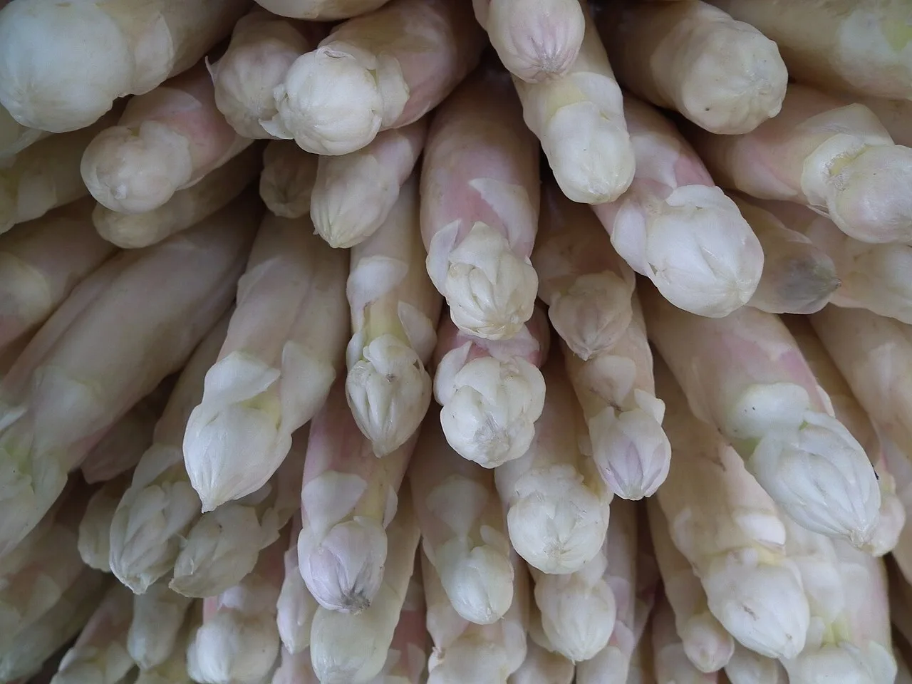 Asperge