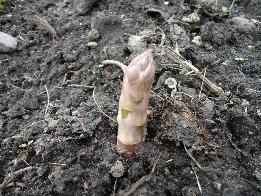 Asperge