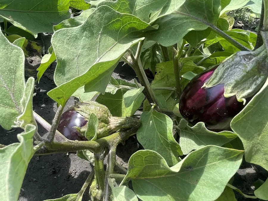 Aubergine