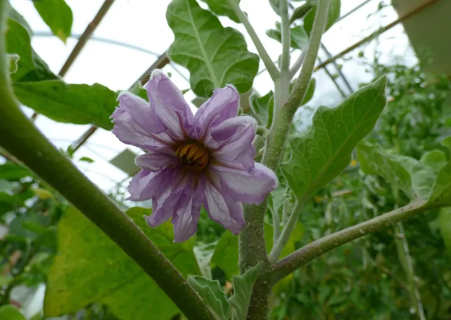 Aubergine