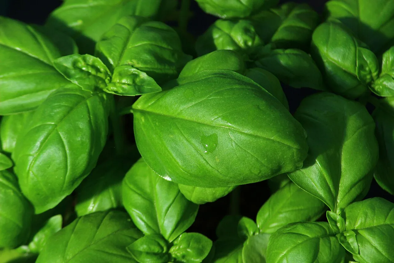 Basilic