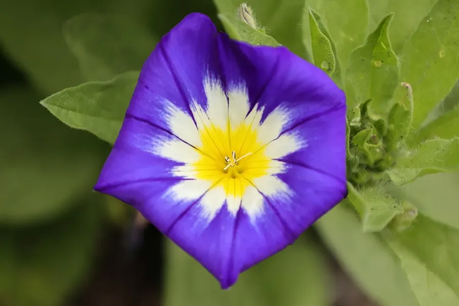 Belle-de-jour