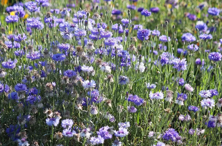 Bleuet