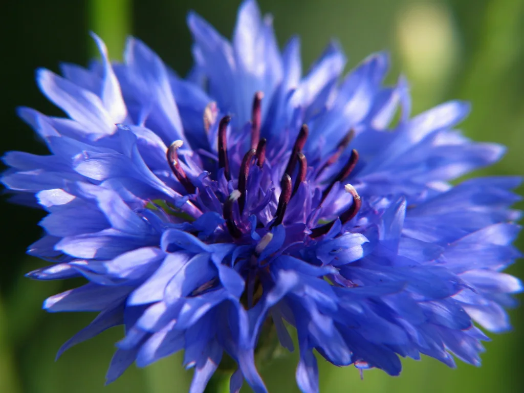 Bleuet