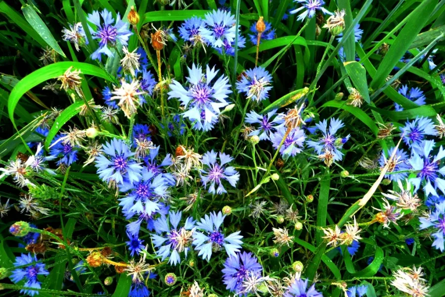 Bleuet
