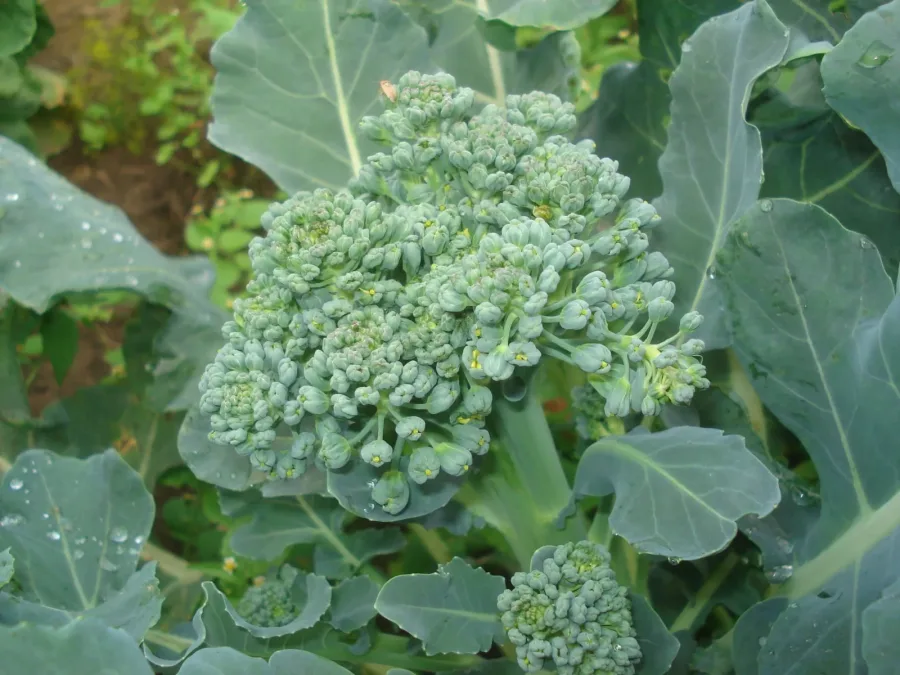 Brocoli