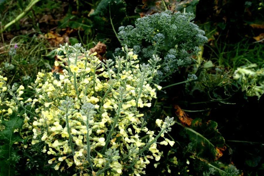 Brocoli
