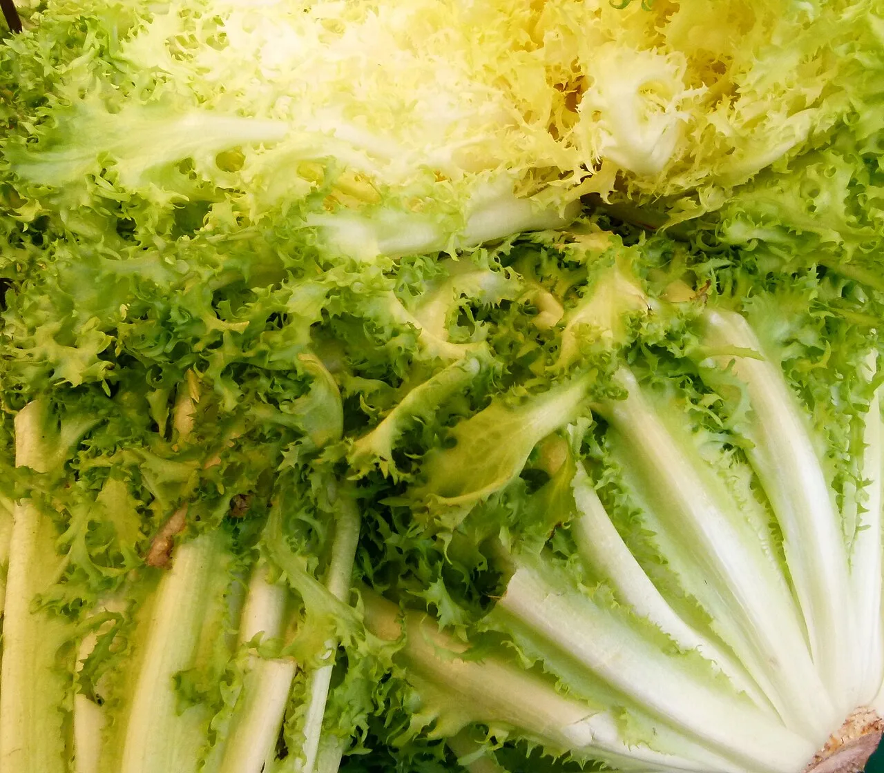 Chicorée frisée
