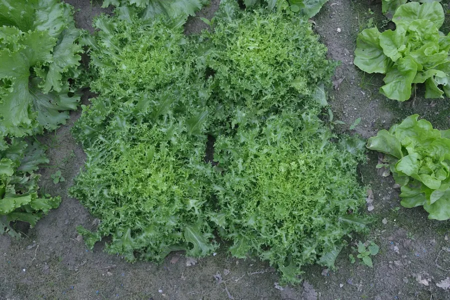 Chicorée frisée