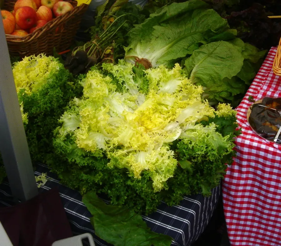 Chicorée frisée