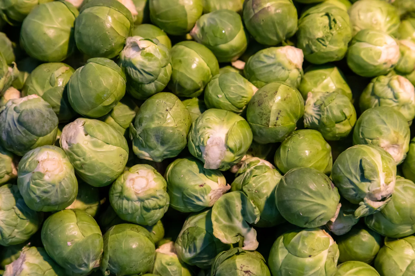 Chou de Bruxelles
