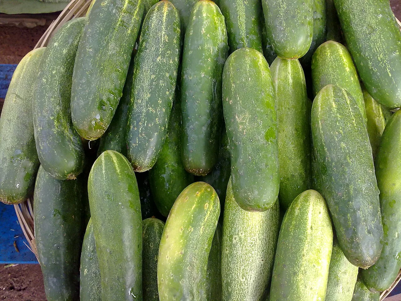 Concombre
