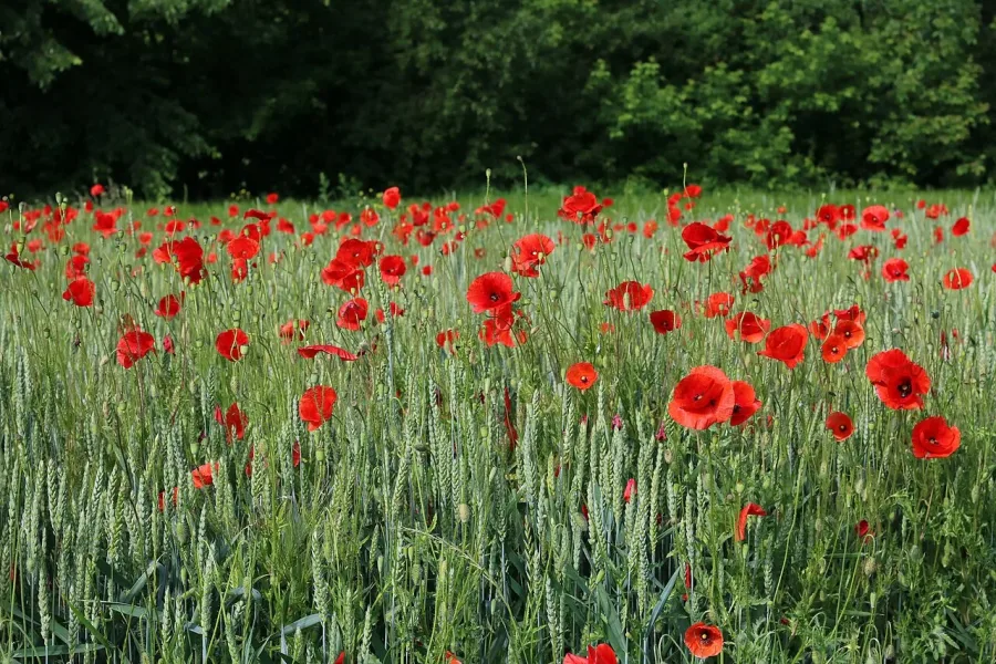 Coquelicot