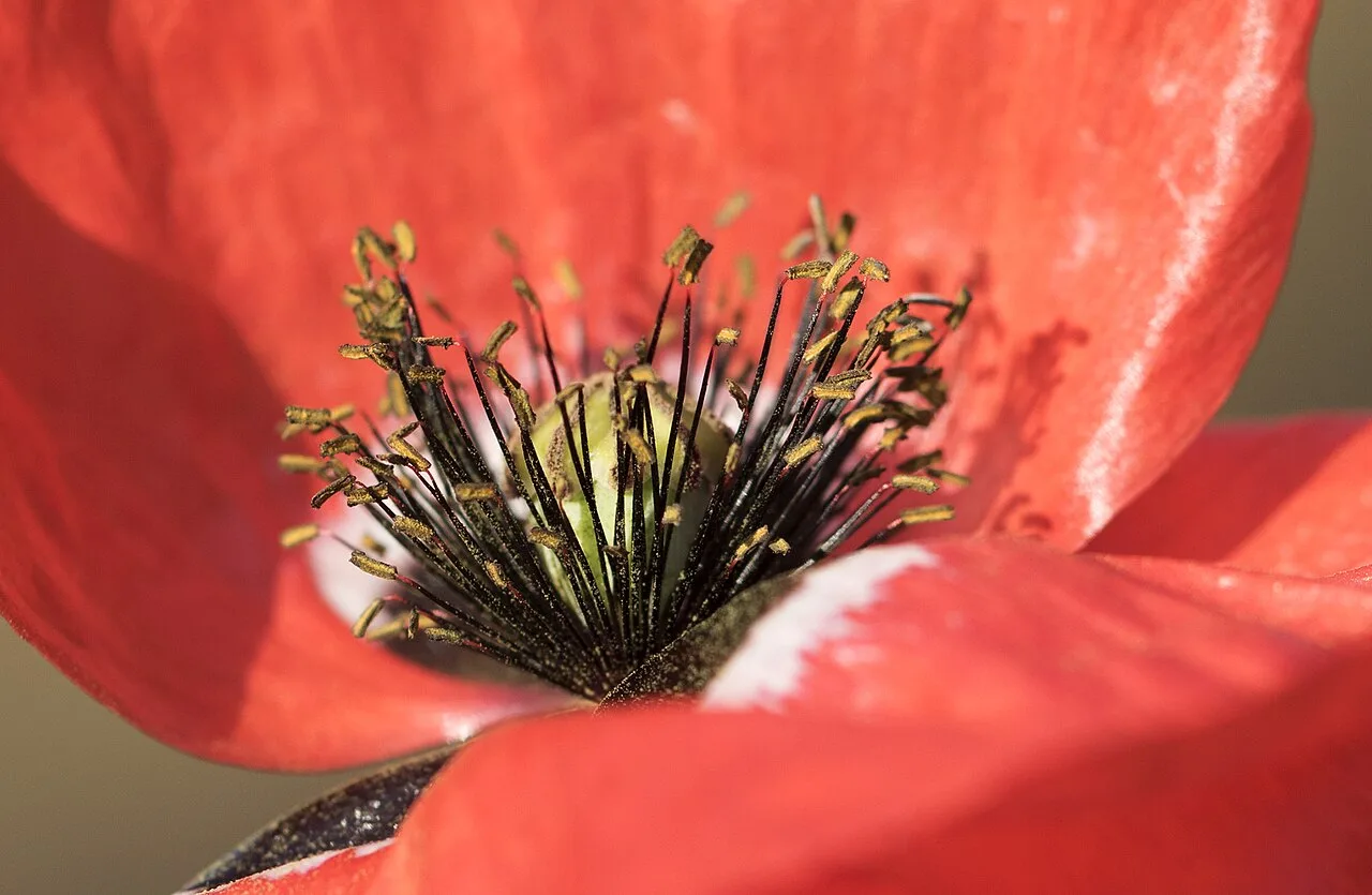 Coquelicot