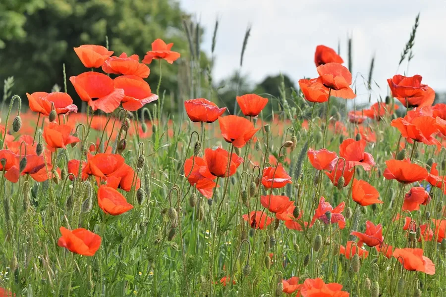 Coquelicot