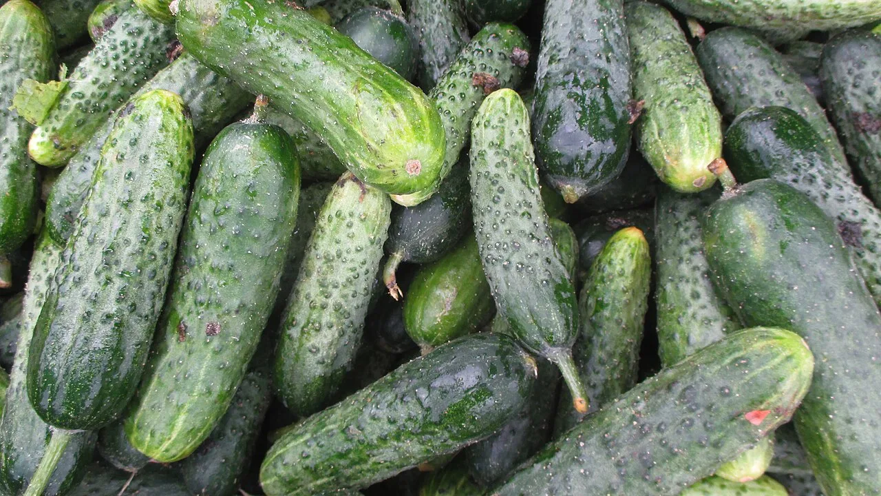 Cornichon