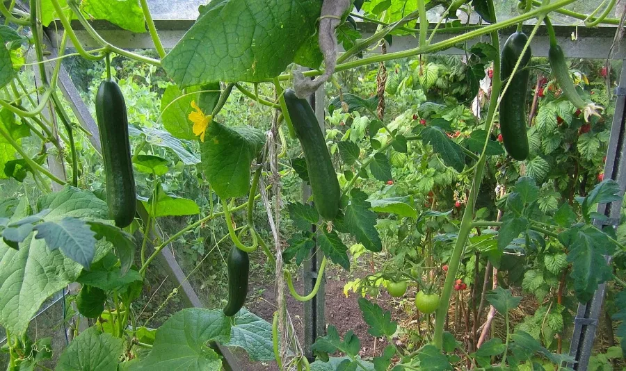 Cornichon
