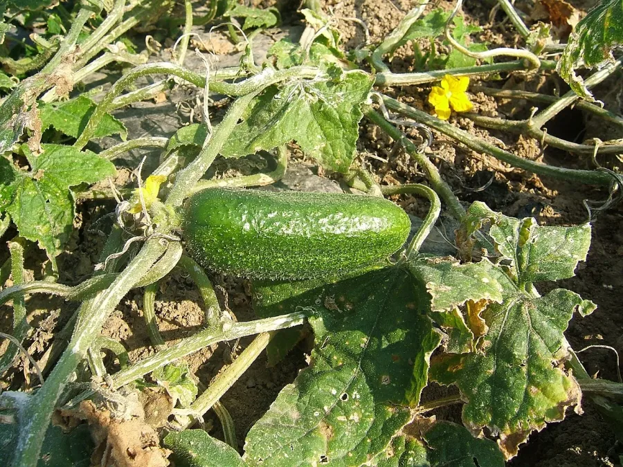Cornichon