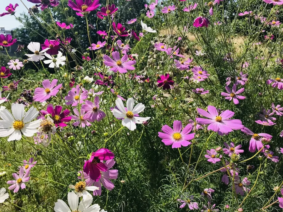 Cosmos