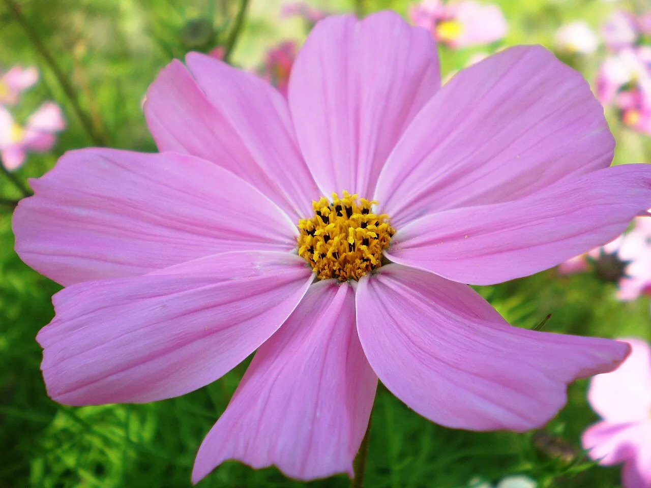 Cosmos