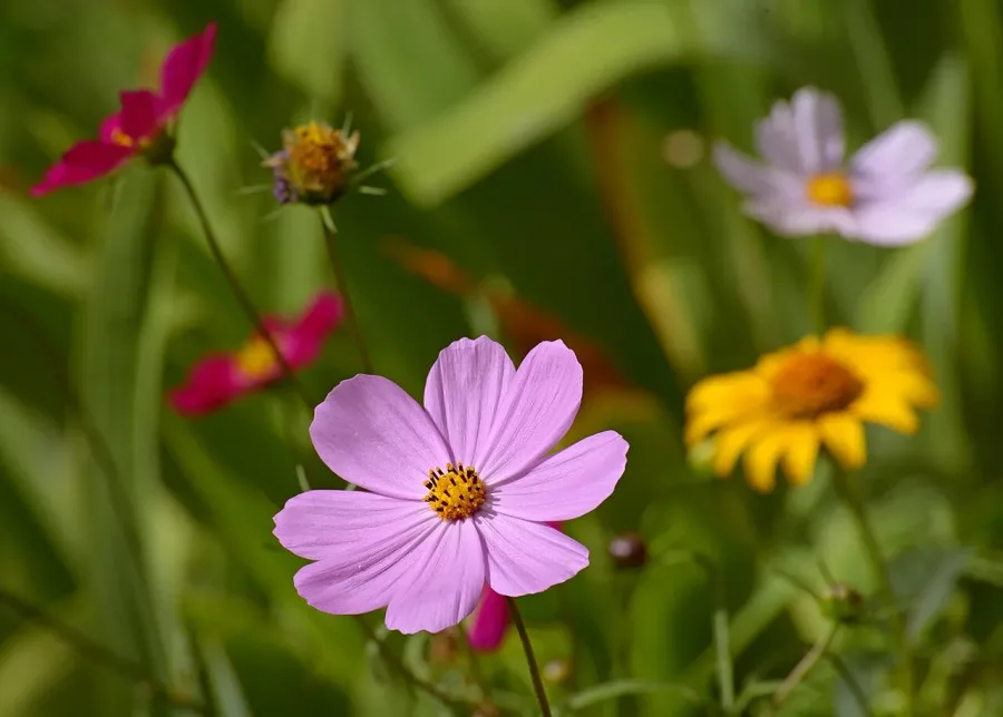 Cosmos