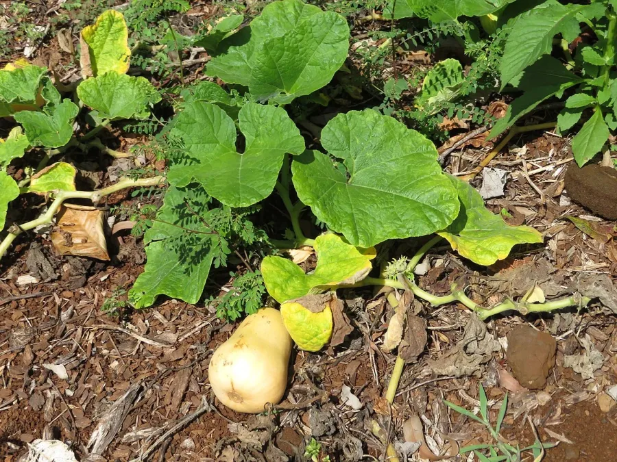 Courge butternut