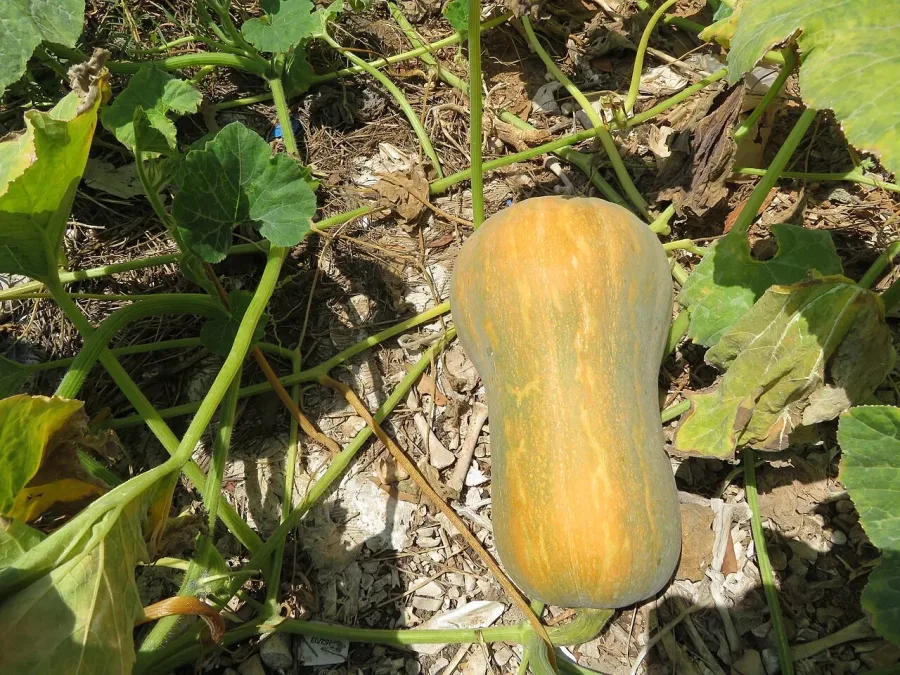 Courge butternut