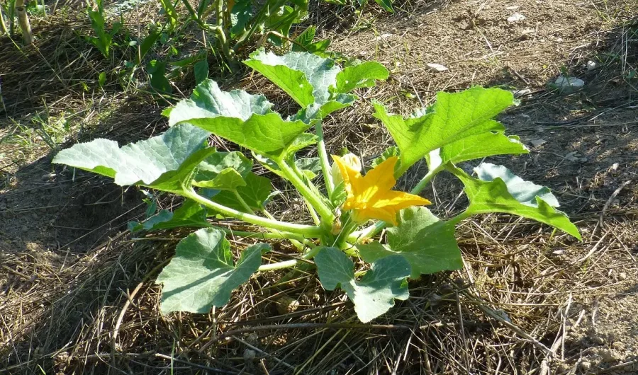 Courgette