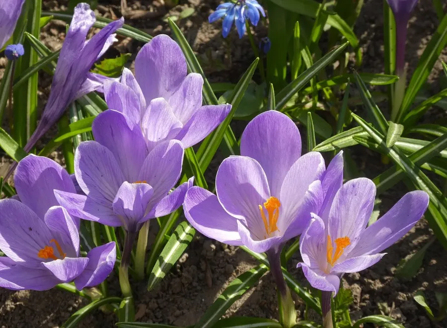 Crocus
