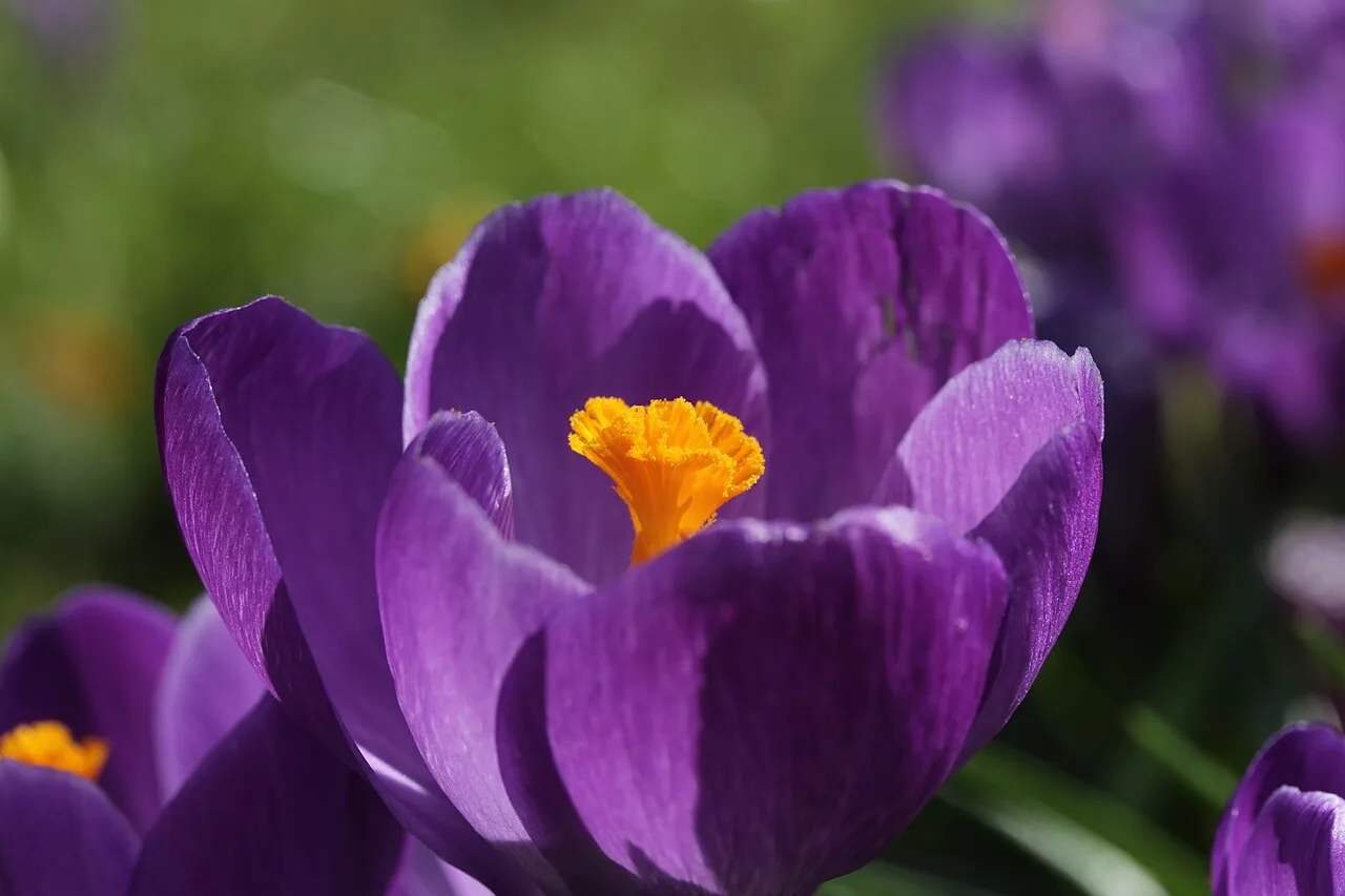 Crocus
