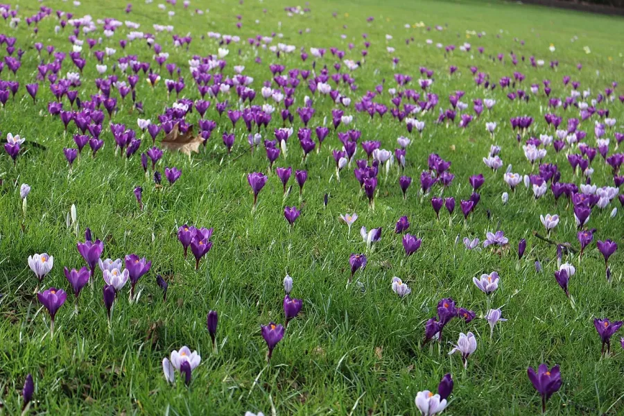 Crocus