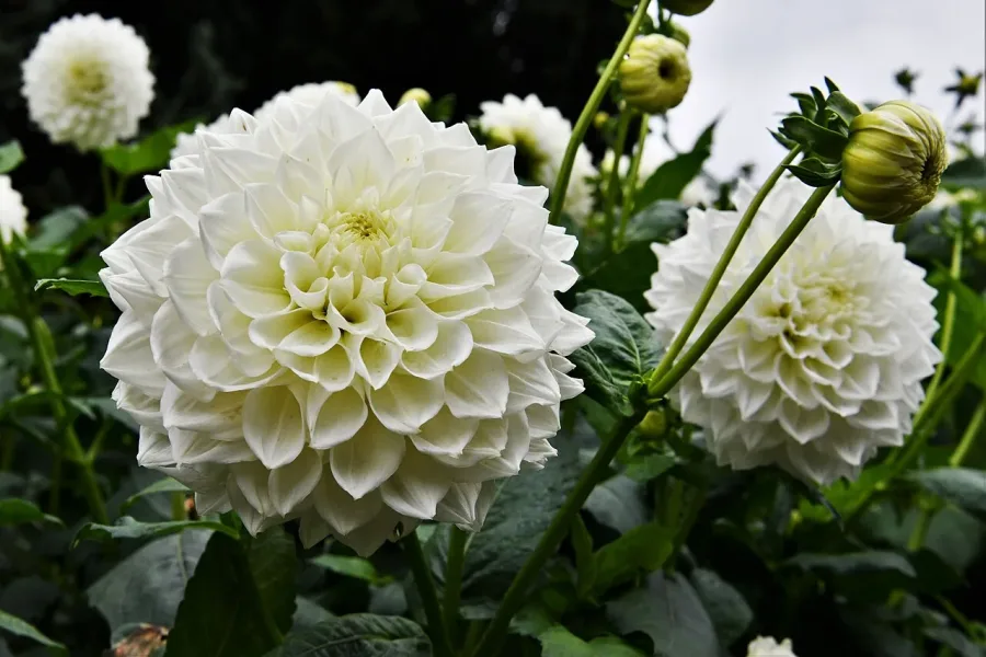 Dahlia