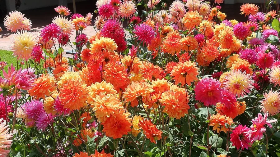 Dahlia