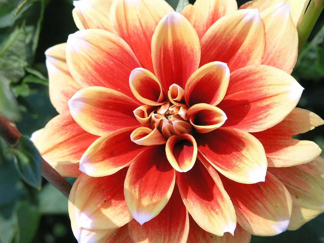 Dahlia