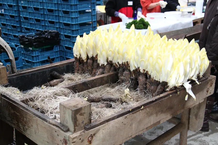 Endive
