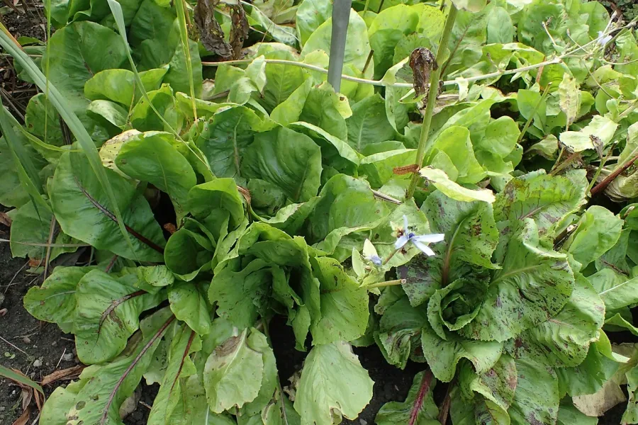 Endive