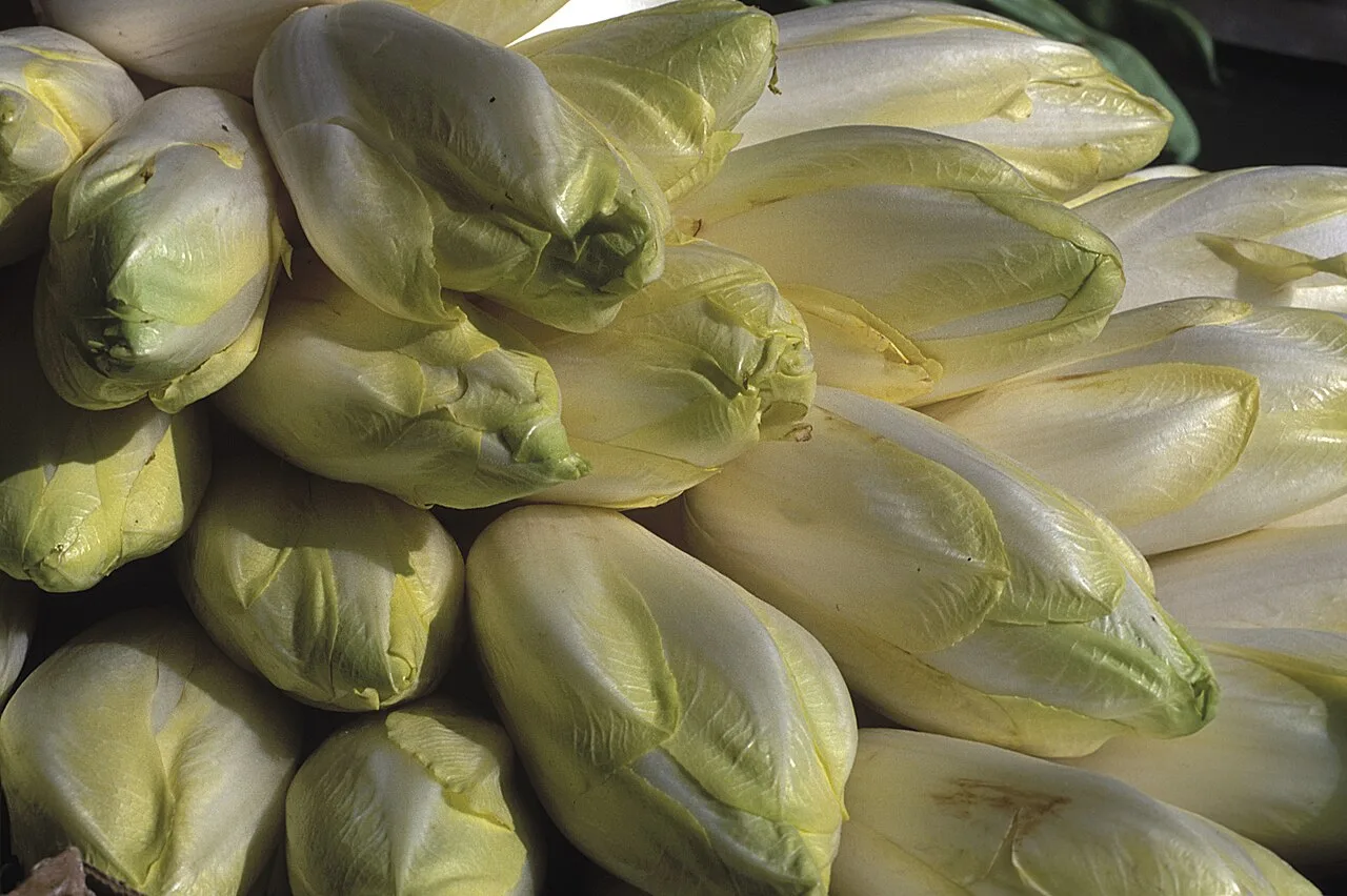 Endive
