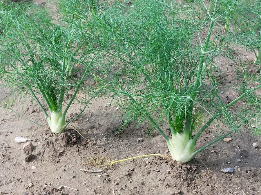 Fenouil bulbeux