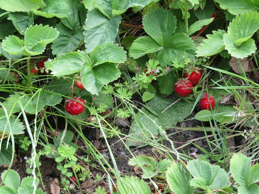 Fraise