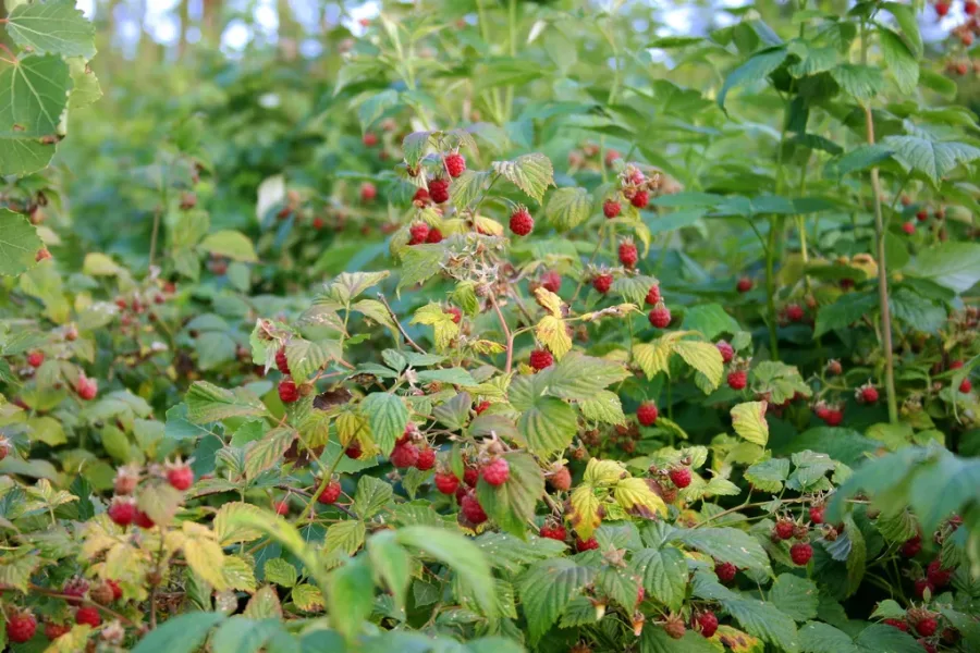 Framboisier