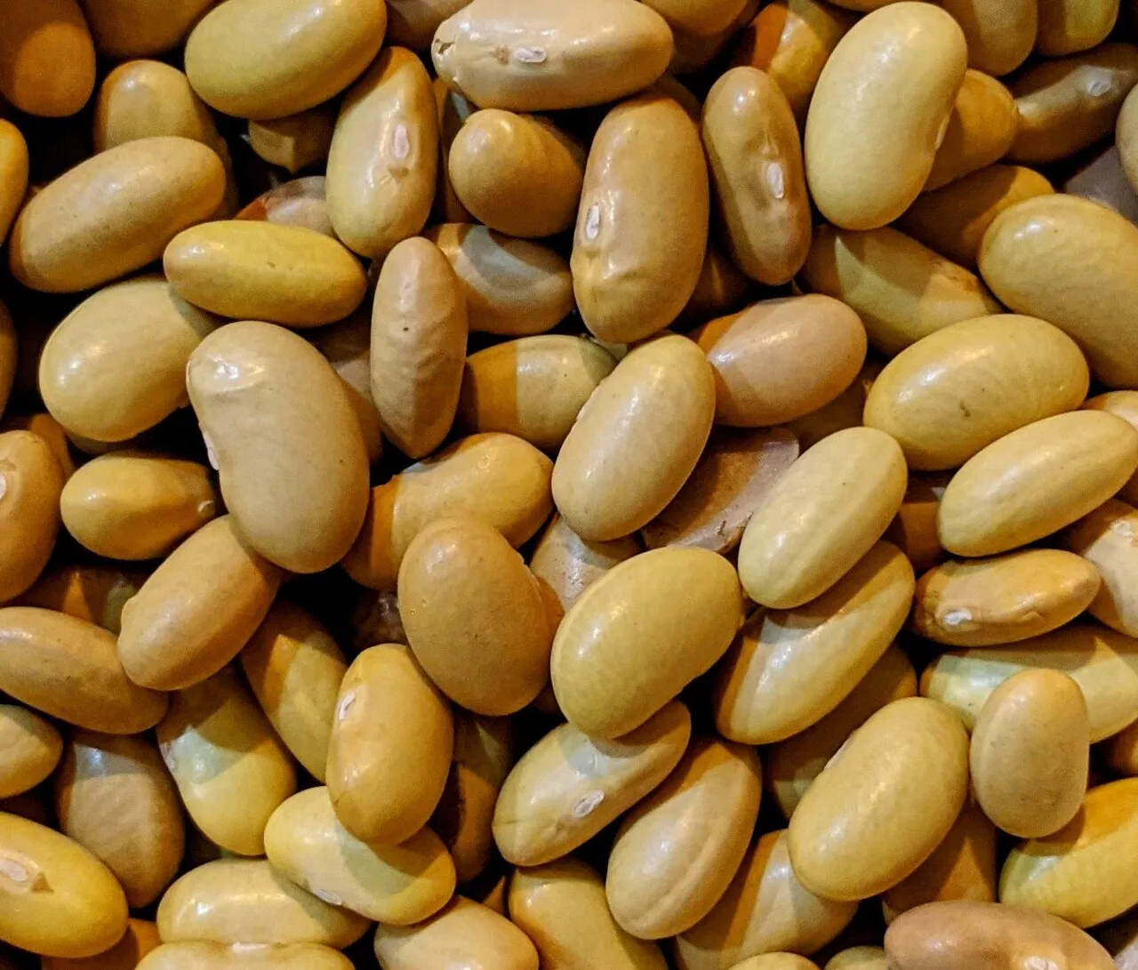 Haricot à écosser