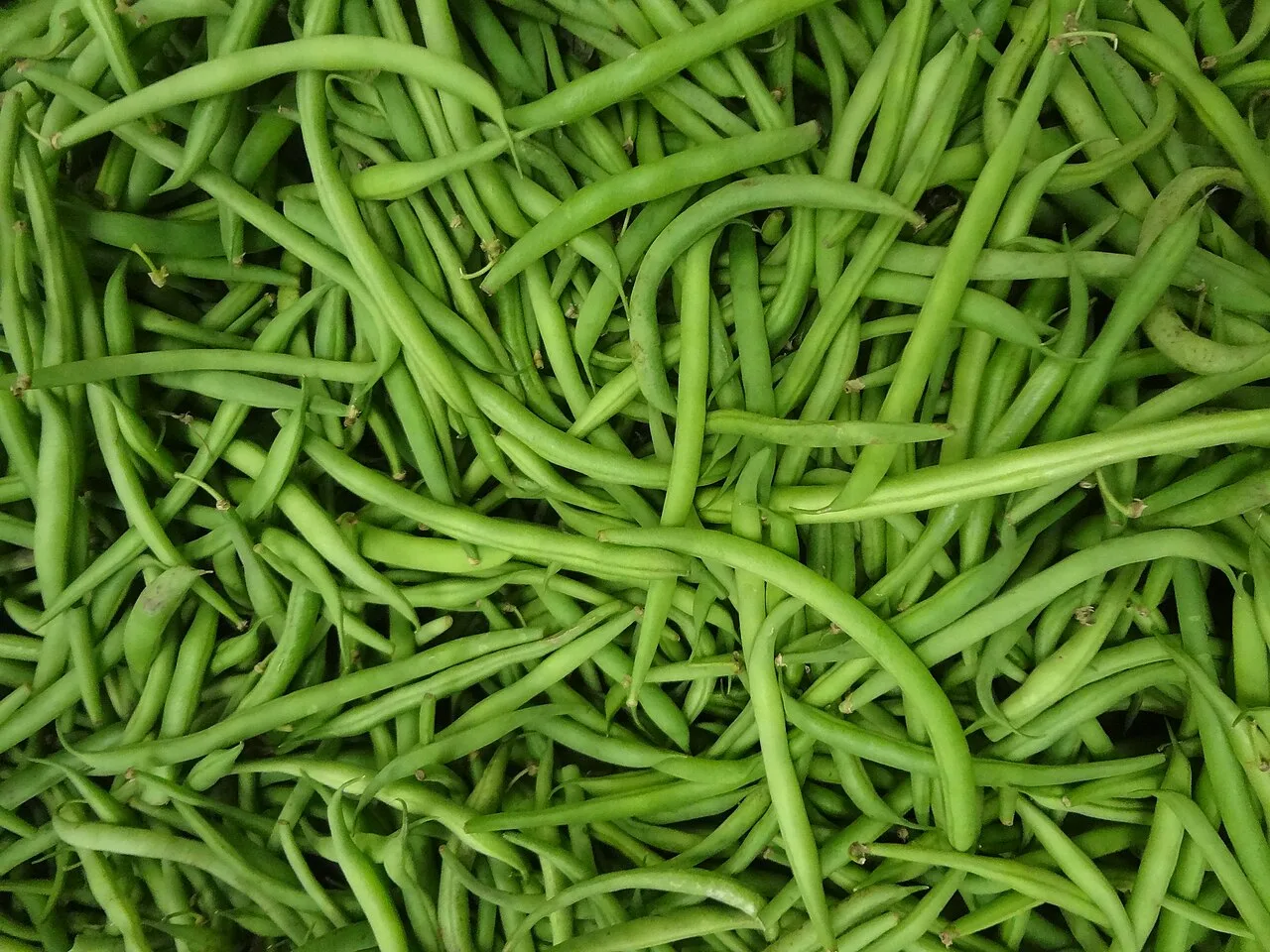 Haricot vert