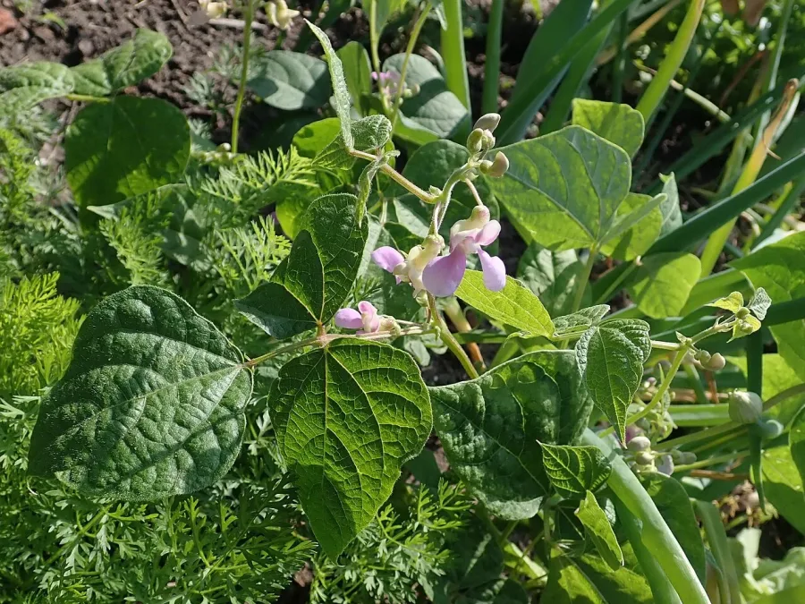 Haricot vert