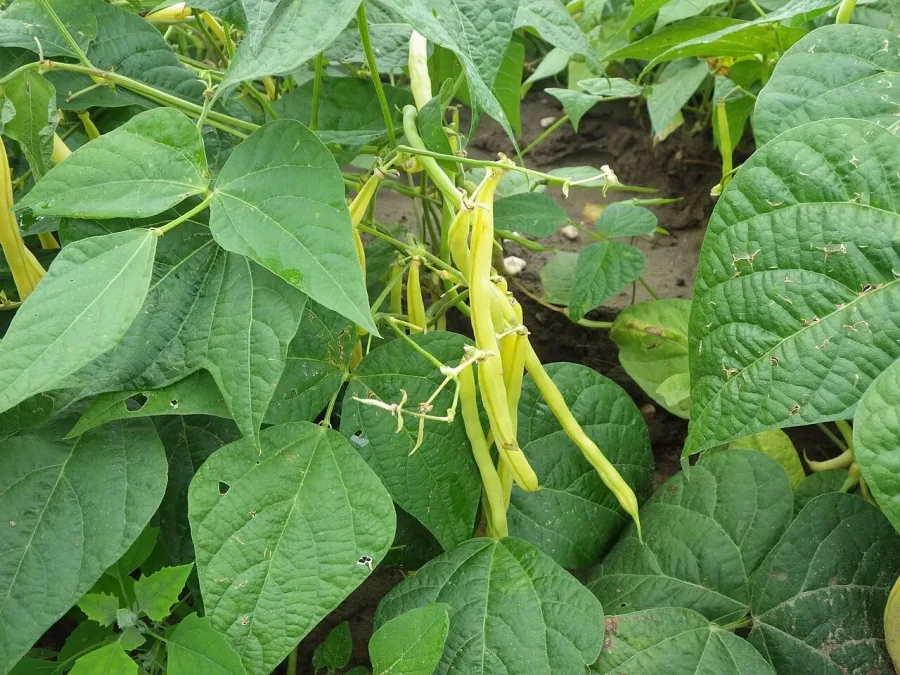Haricot vert