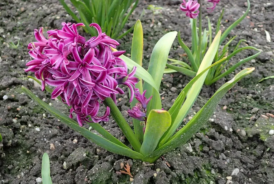 Jacinthe