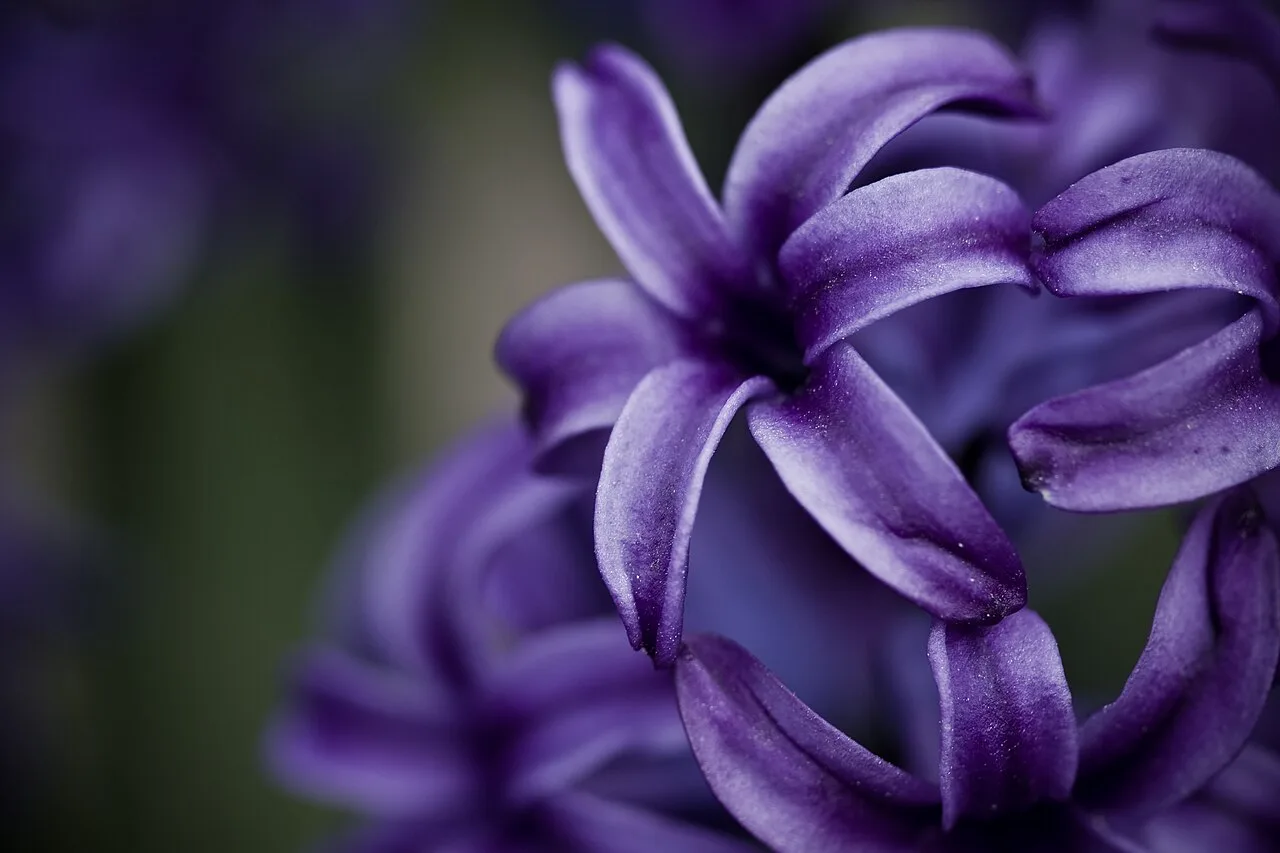Jacinthe