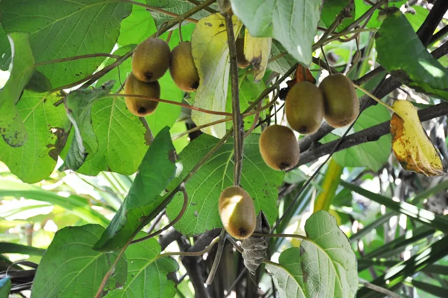 Kiwi