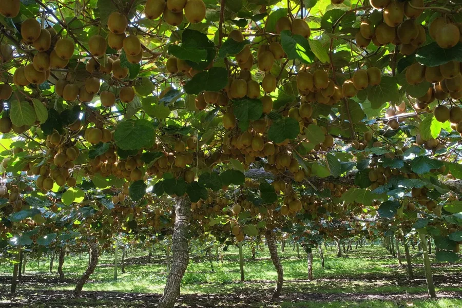 Kiwi