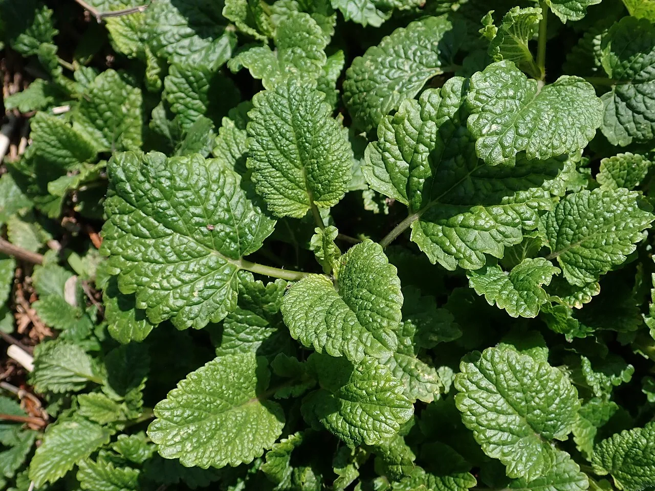 Mélisse