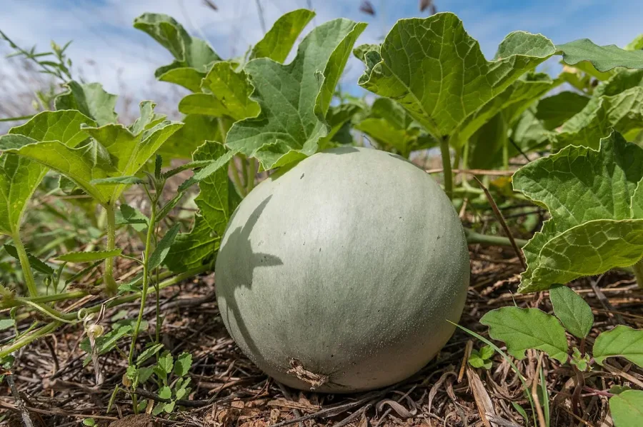 Melon